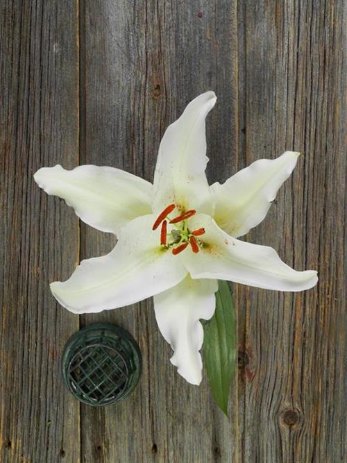 2-3 Blooms White Oriental Lilies